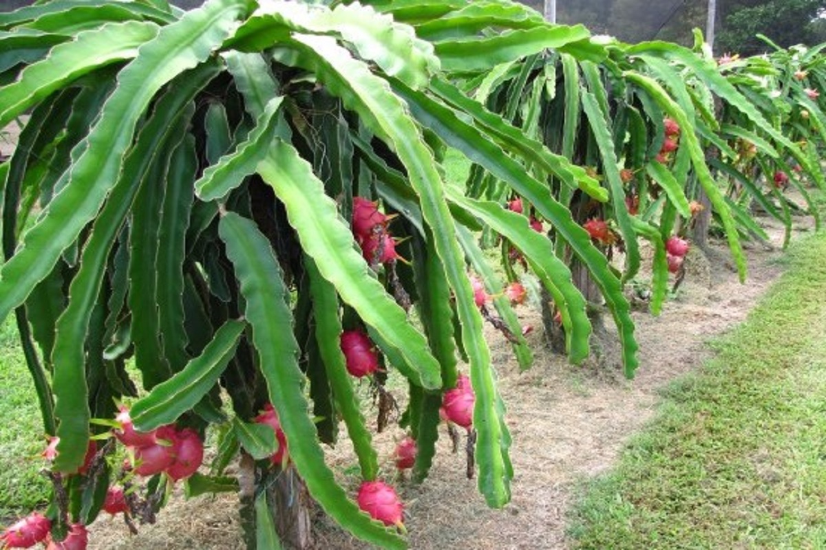 subsidy on dragon fruit cultivation