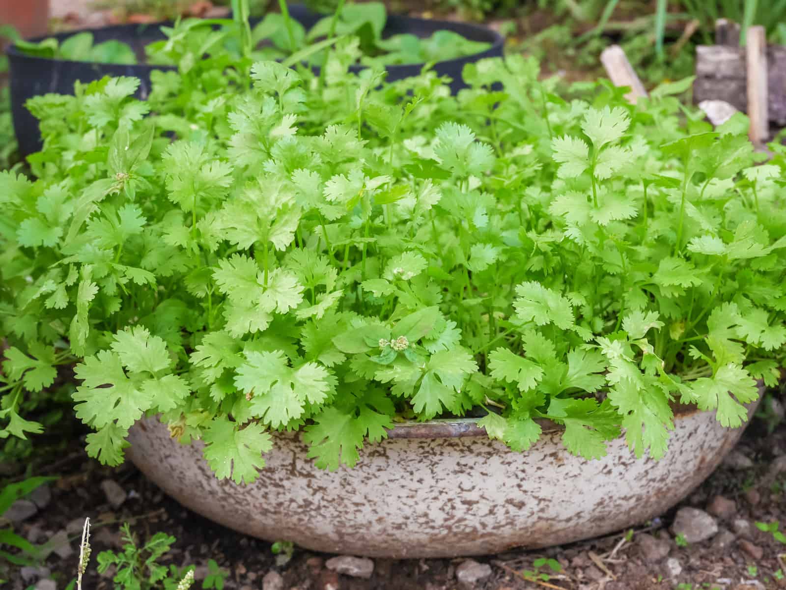 rate for coriander