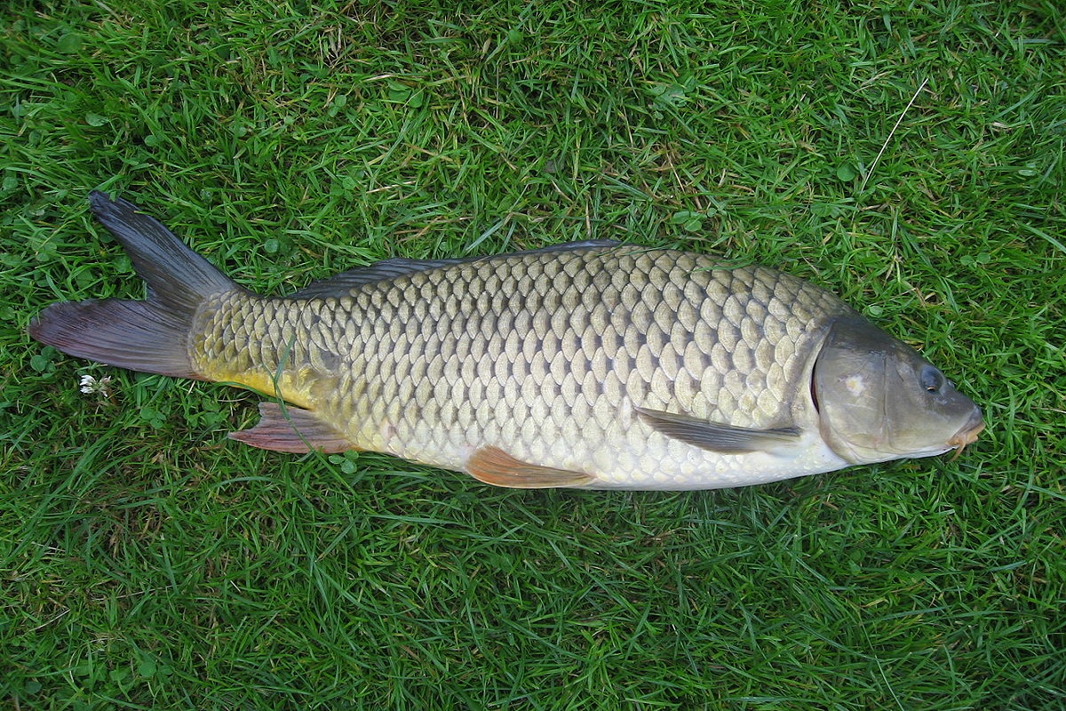 grass carf fish