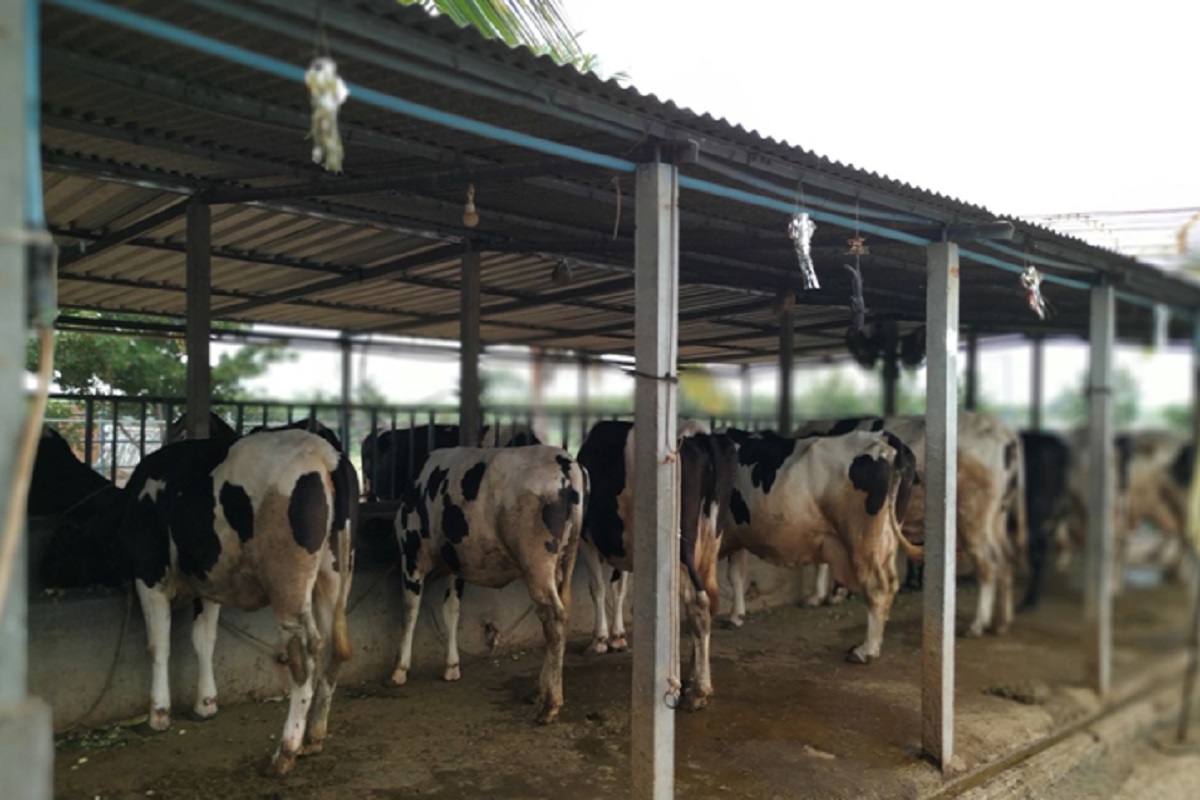 israiel technology of cow rearing