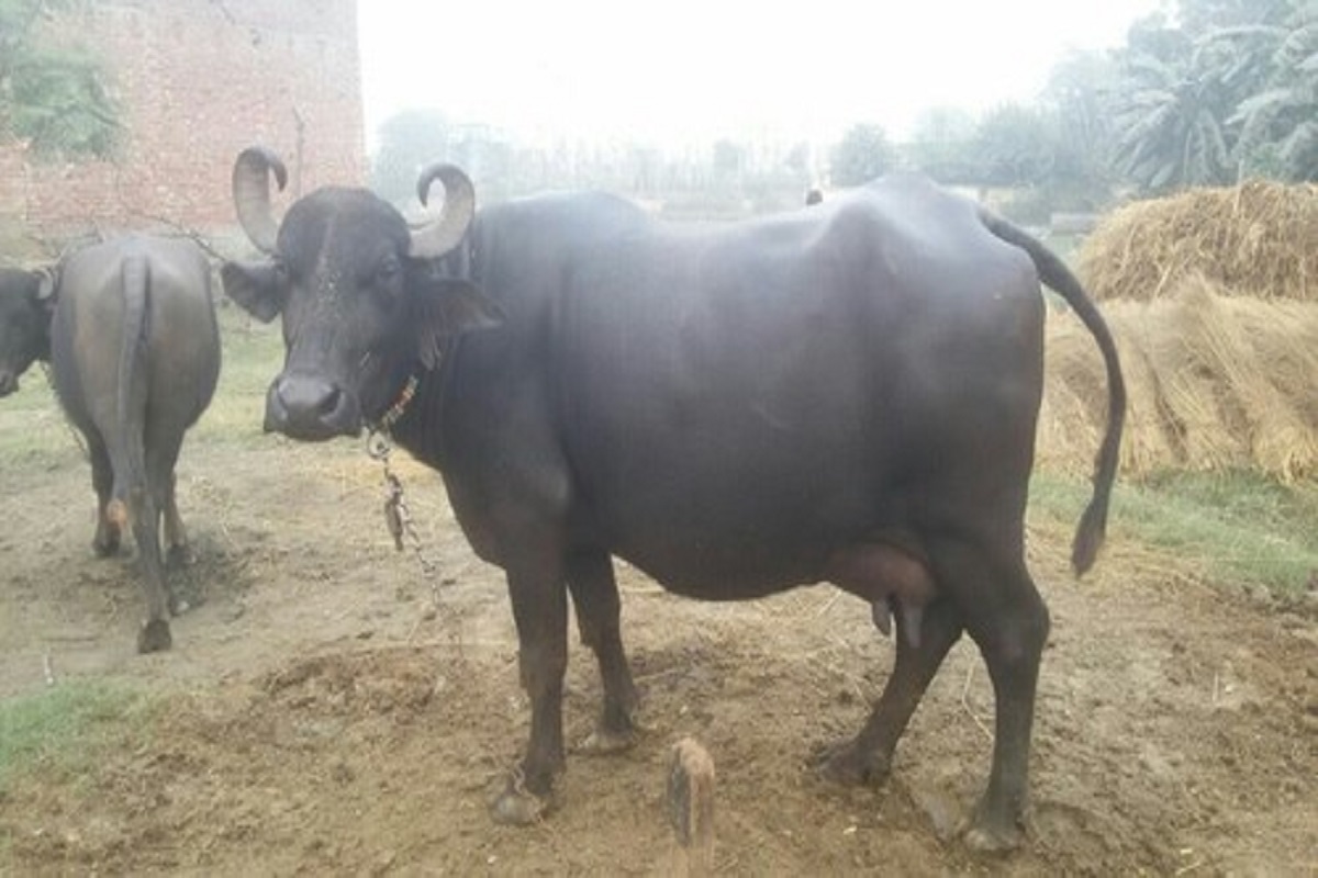 bhadavari buffalo