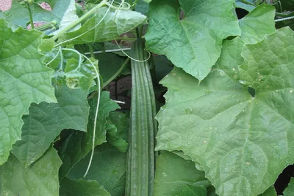 lufa vegetable crop