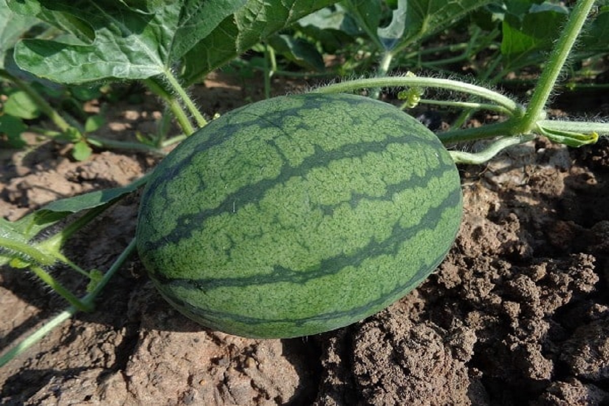 watermelon crop veriety