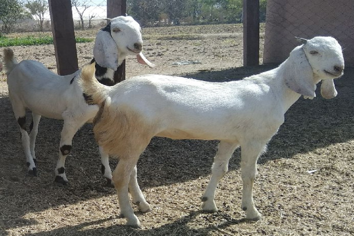 breeds goats
