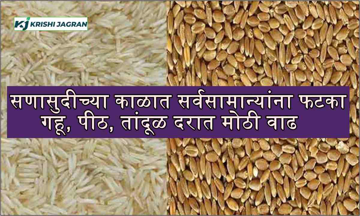 wheat flour rice prices
