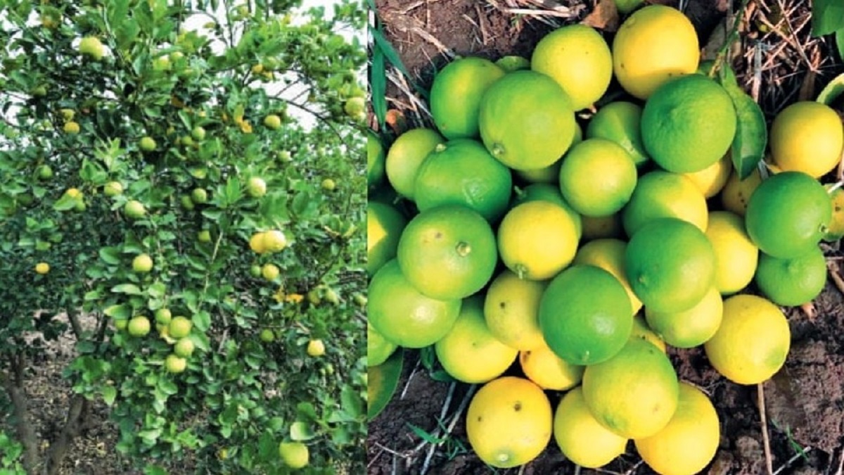 lemon farming