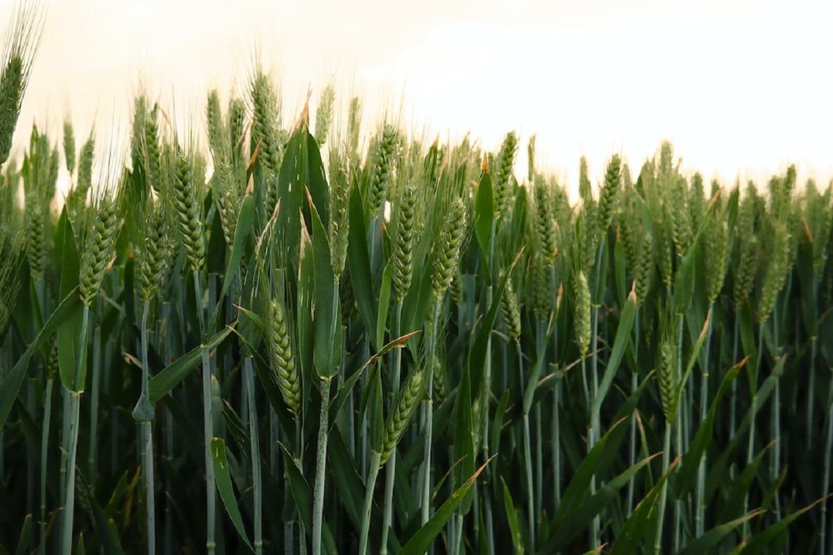 wheat crop management