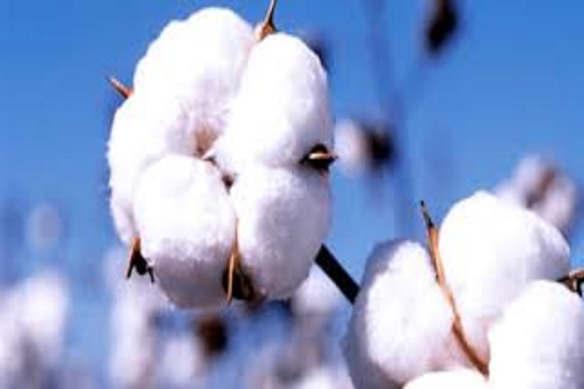 cotton crop update