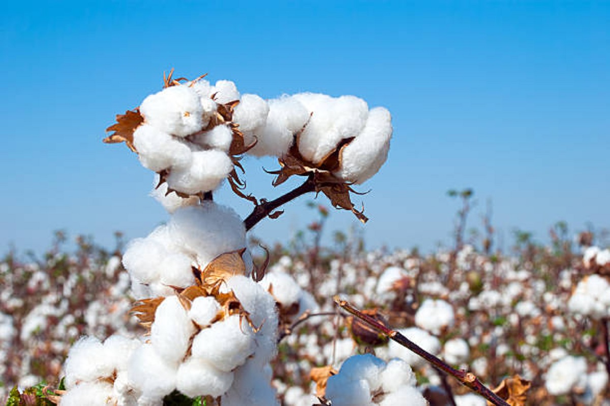 cotton rate situation