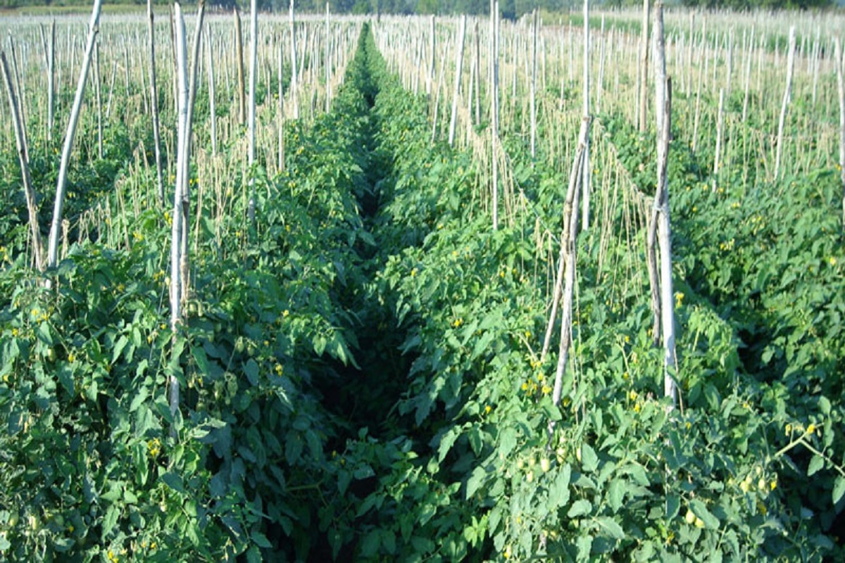tommato crop management