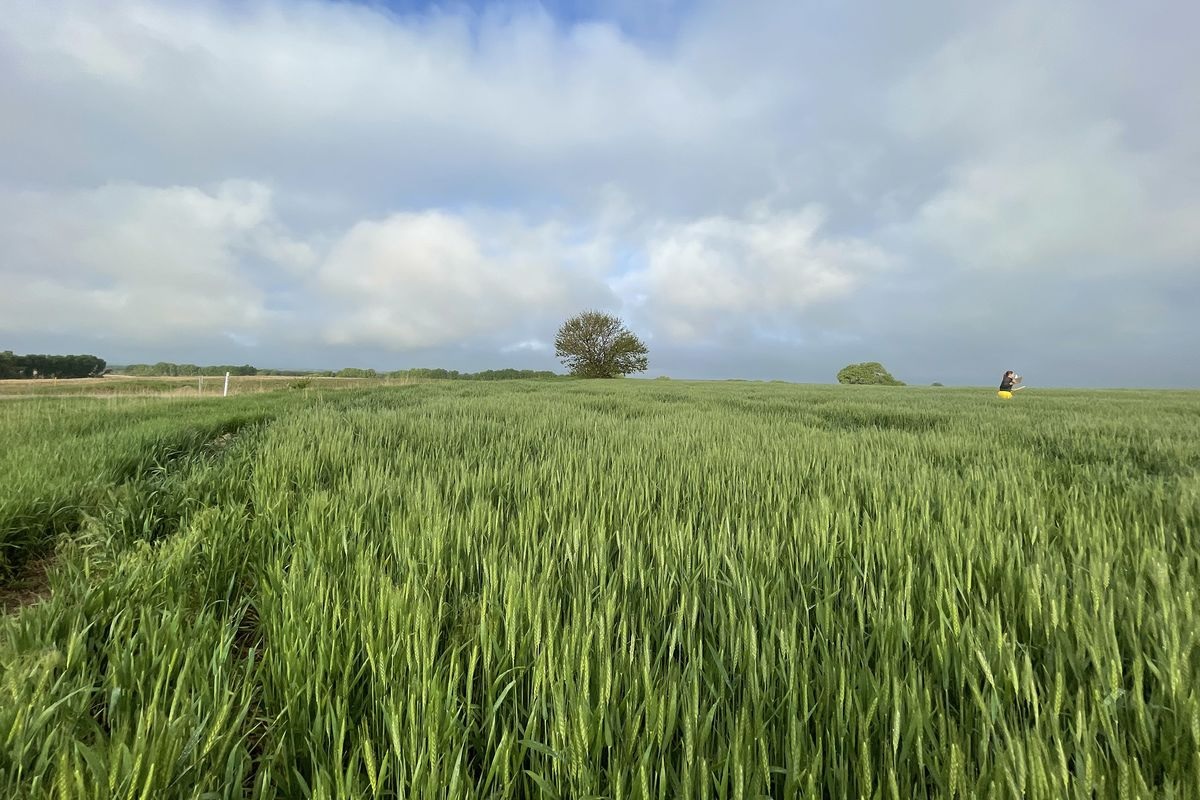 wheat crop veriety