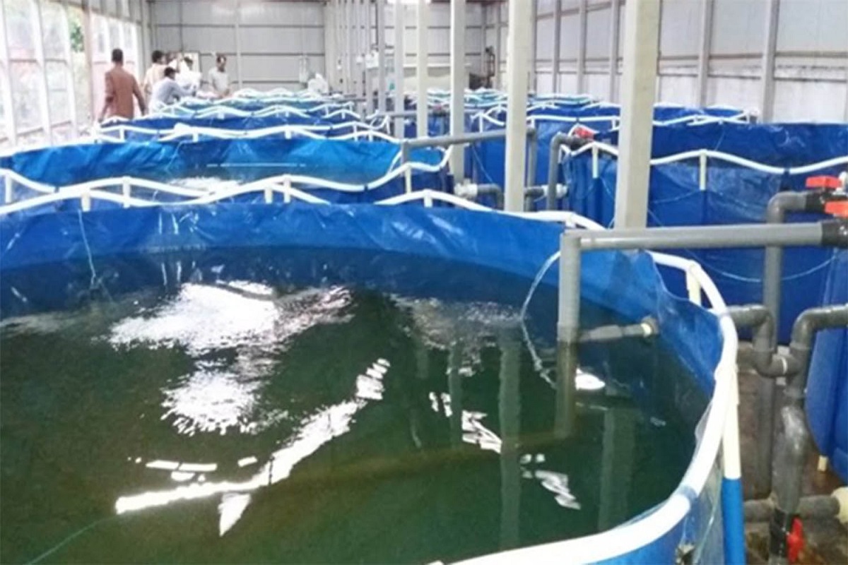 bioflock technology in fish farming