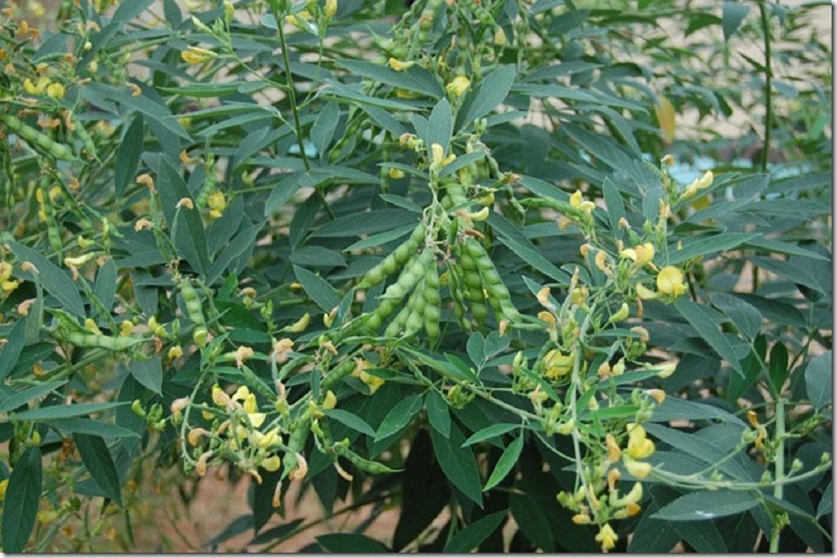 management tips for pigeon pea crop