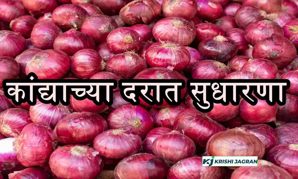 onion market rate update
