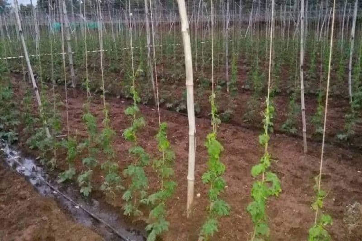 bittergourd cultivation in polyhouse
