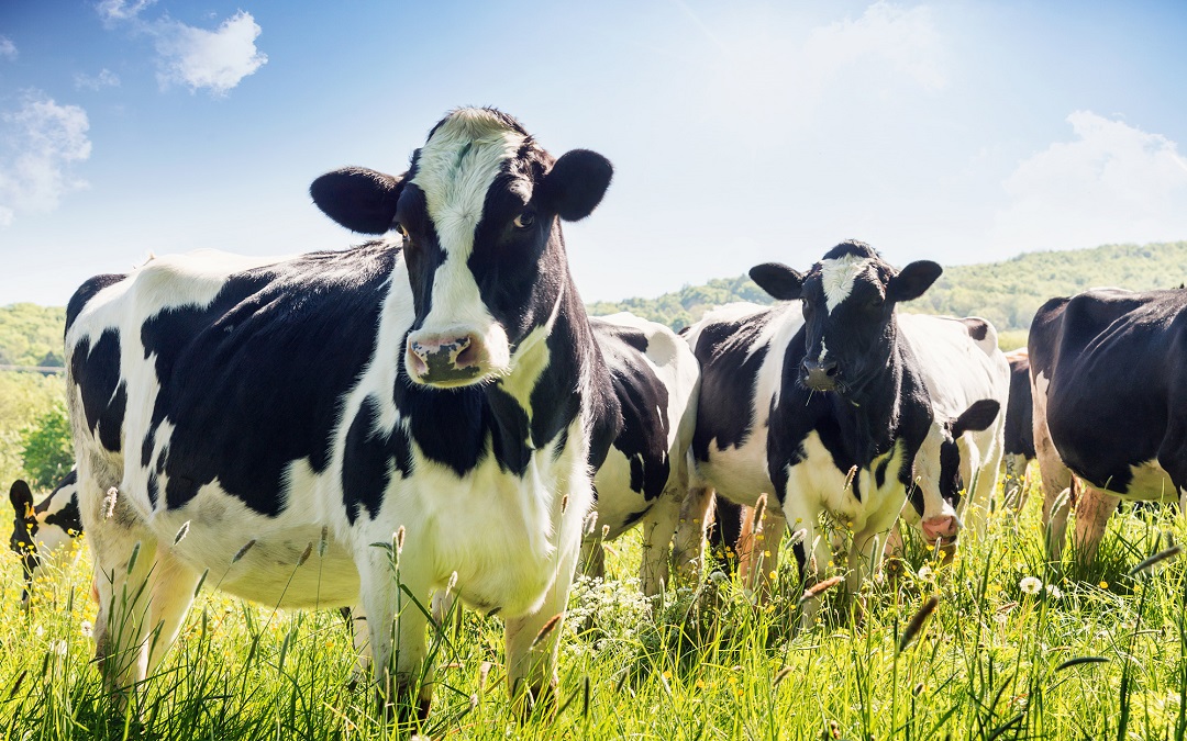 health management in cow rearing