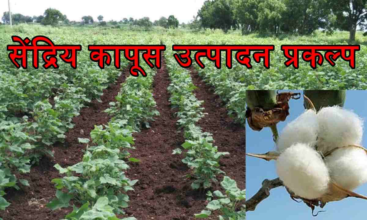 cotton growers