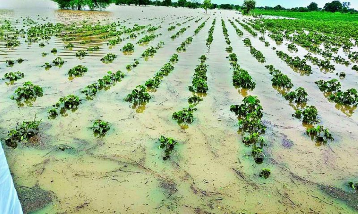 soyabean crop damage heavy rain