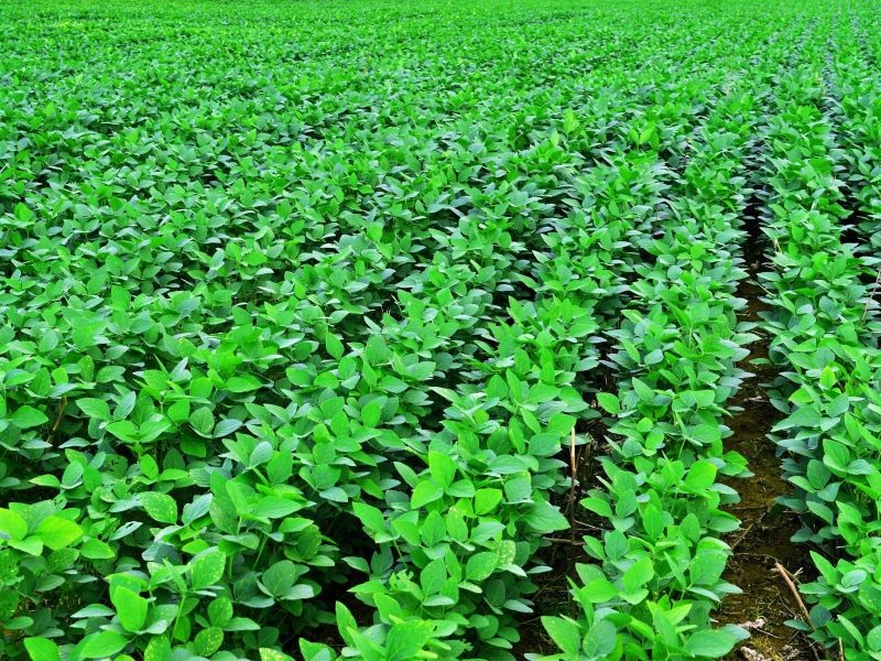 develop three soyabean crop verity