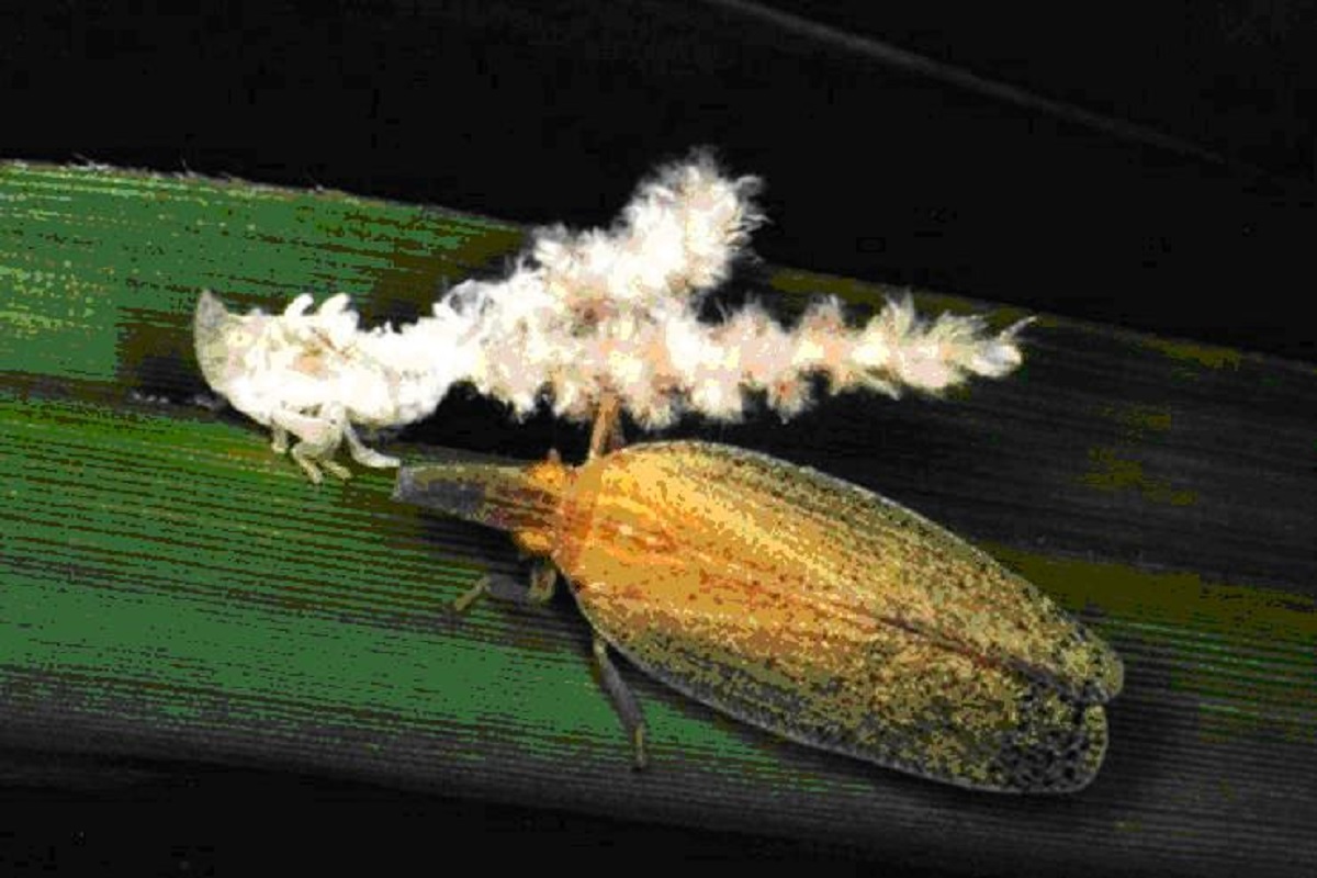 pyrila insect in sugercane crop