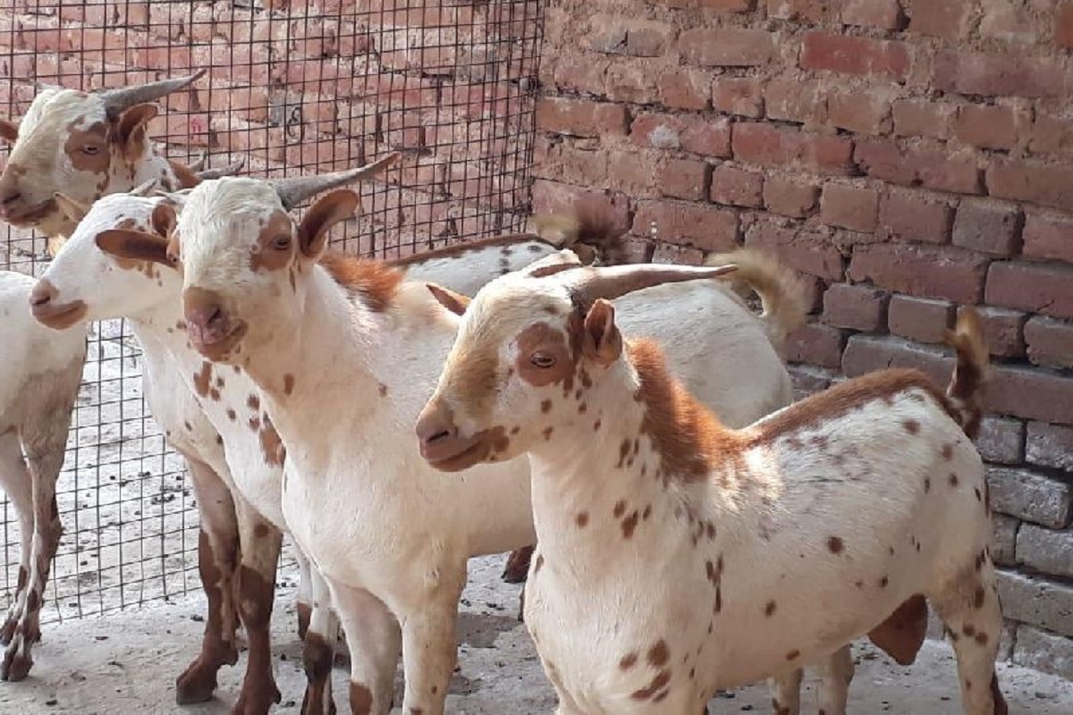 goat farming business