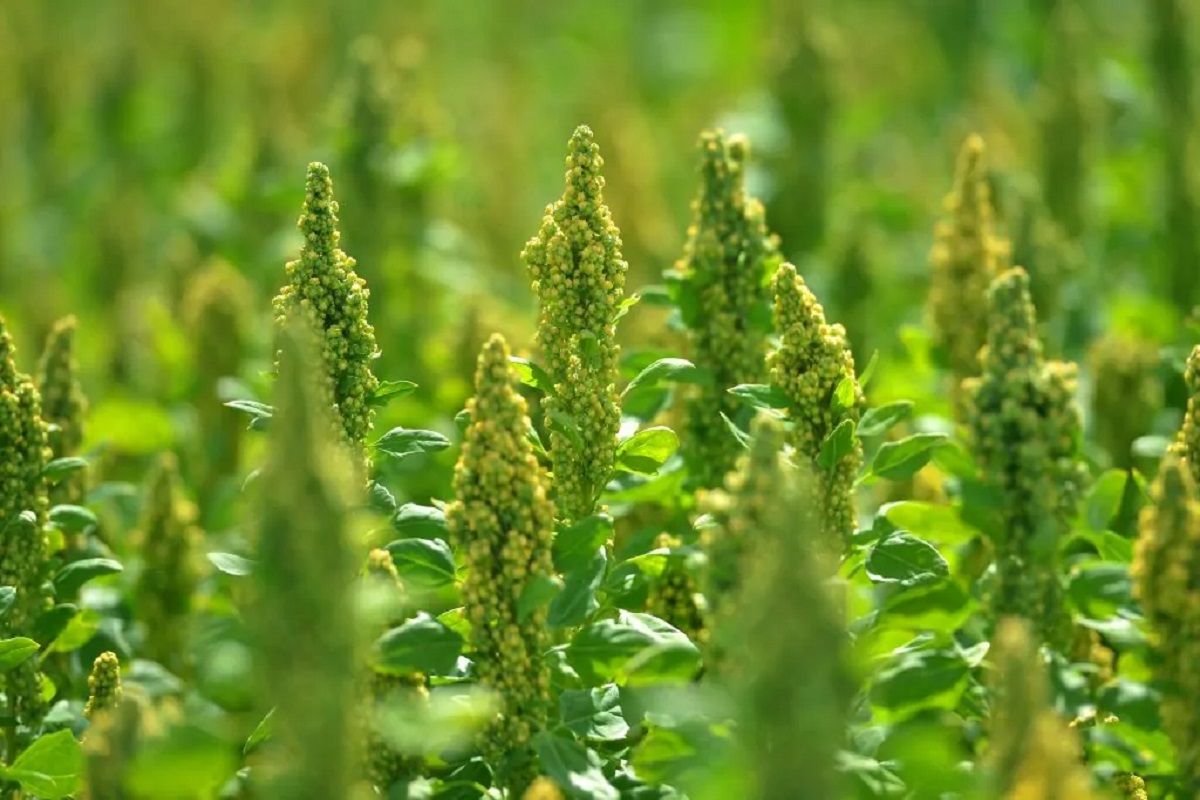 quinoa crop