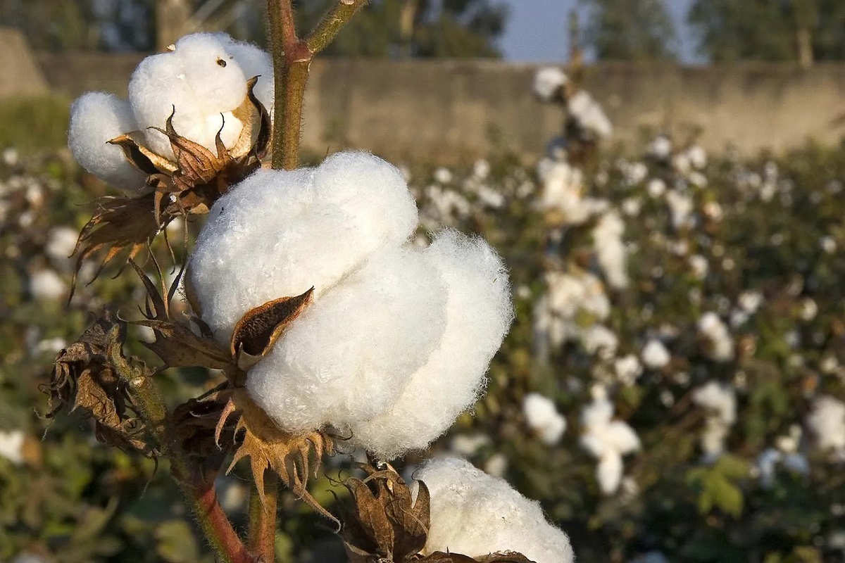 cotton rate in international market