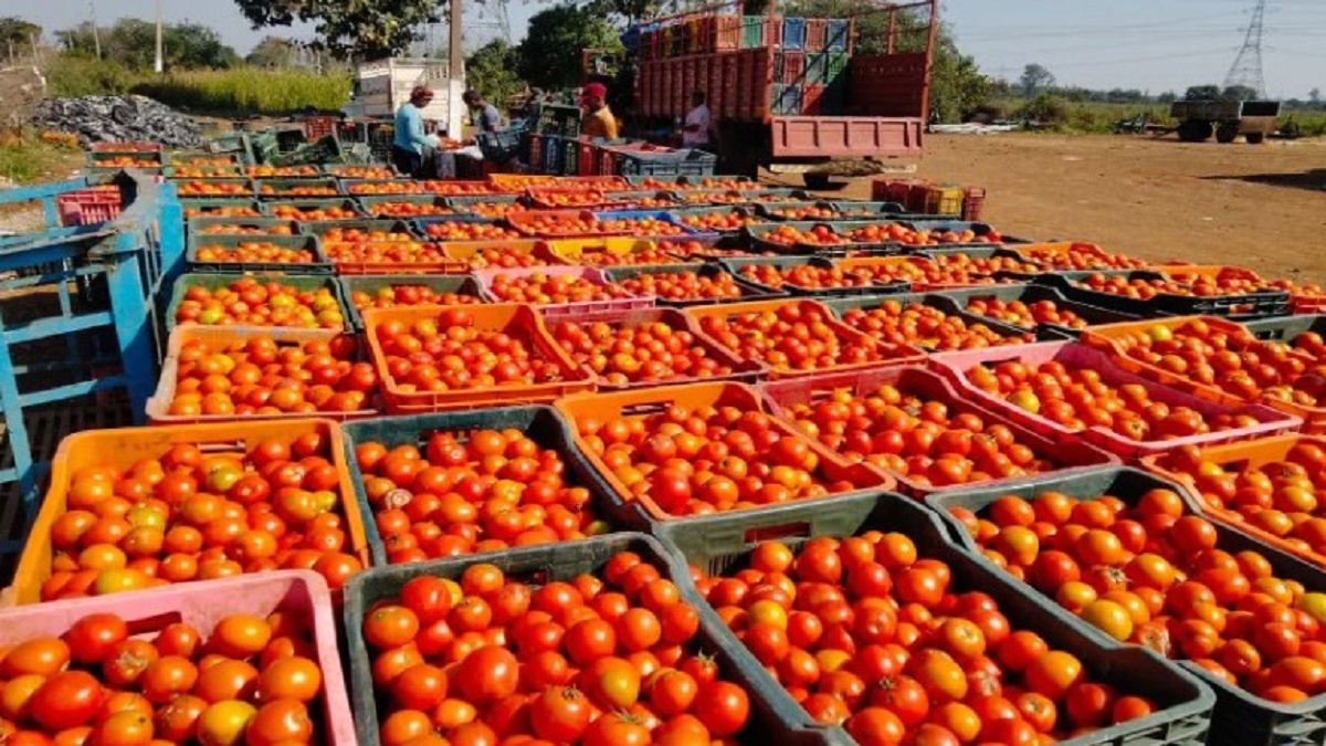 tomatoes decreased, price increased