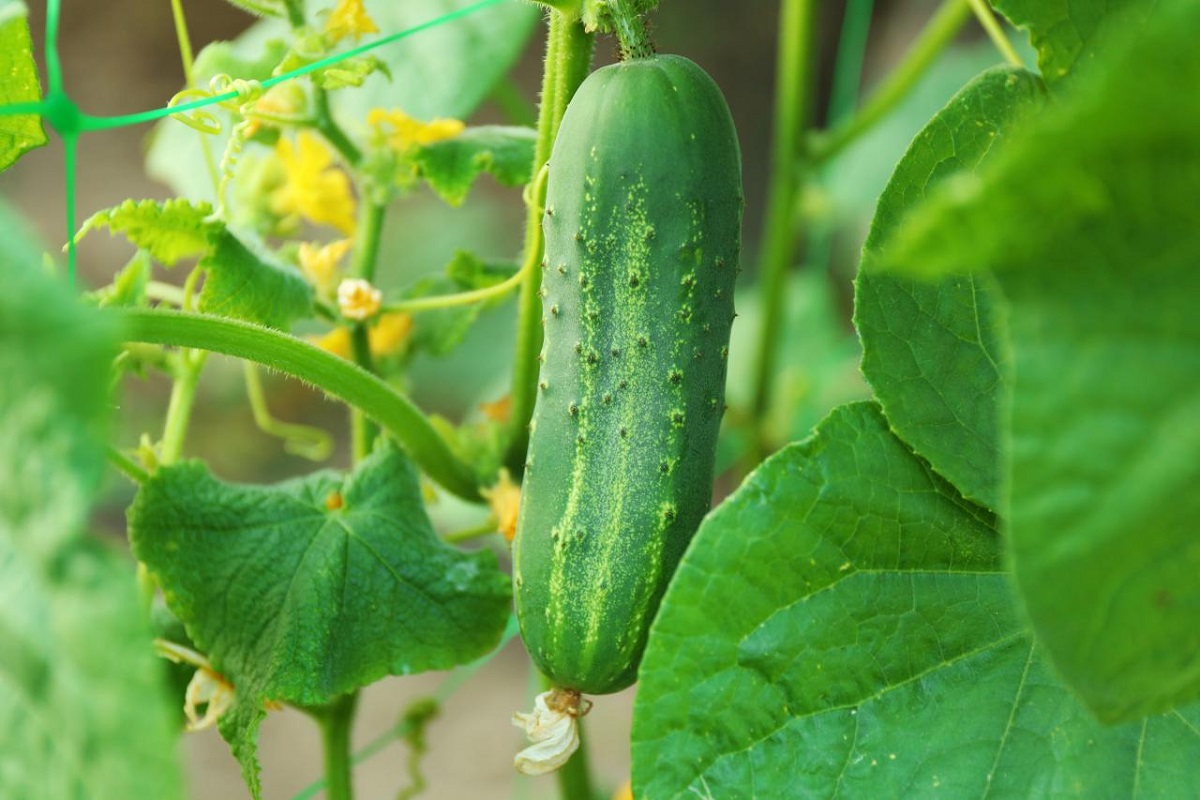 cucumber cultivation