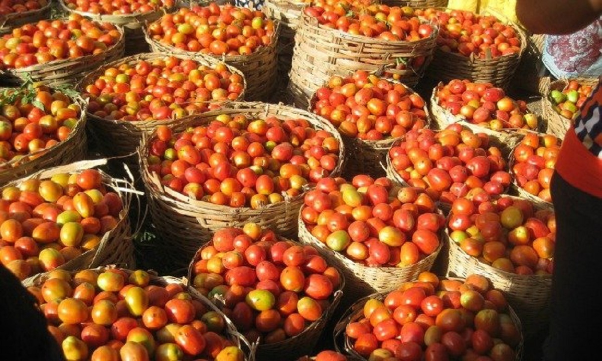 tomato rates
