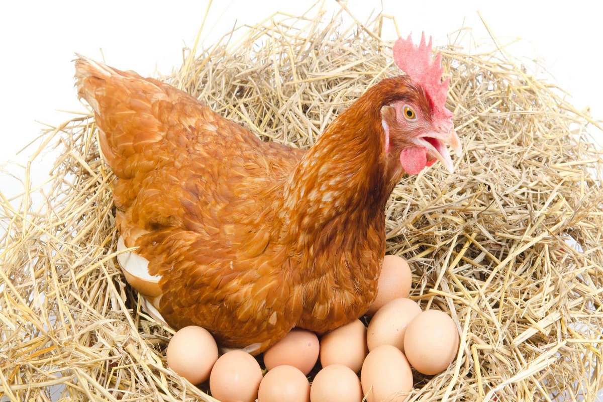 growth egg production tips