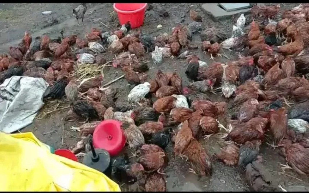poultry farm damage heavy rain