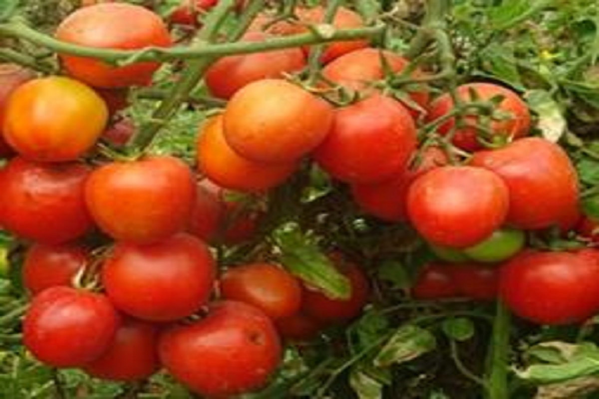 kashi adarsh tomato veriety