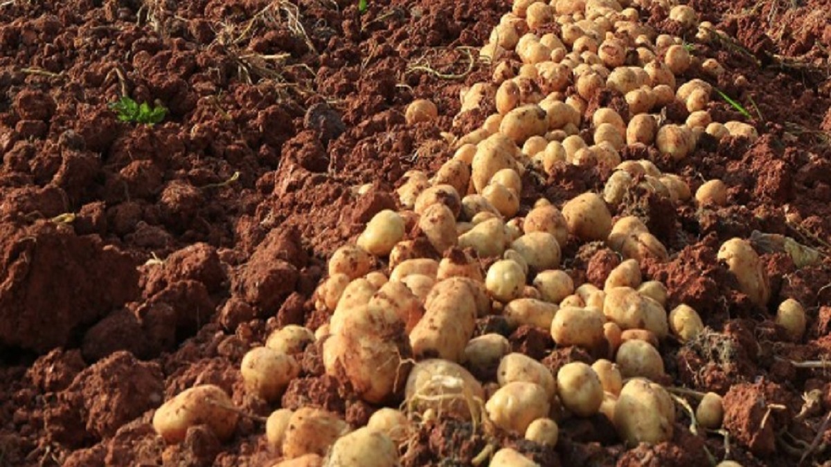 potatoes exports increased