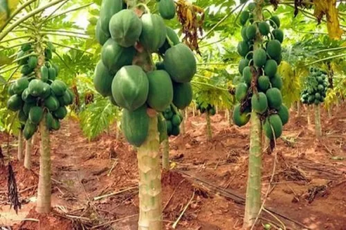 papaya crop veriety