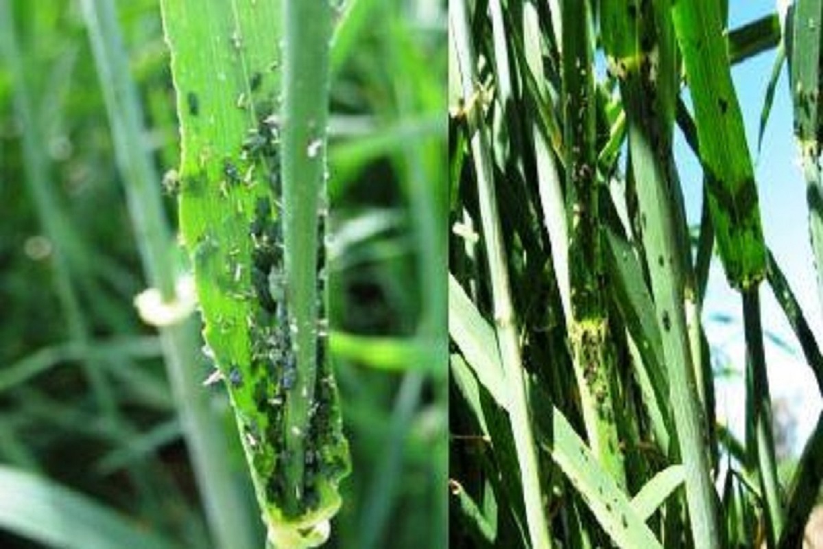 insect management in wheat crop