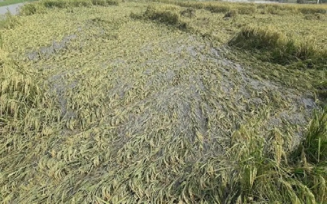 Damage Crop panchanama