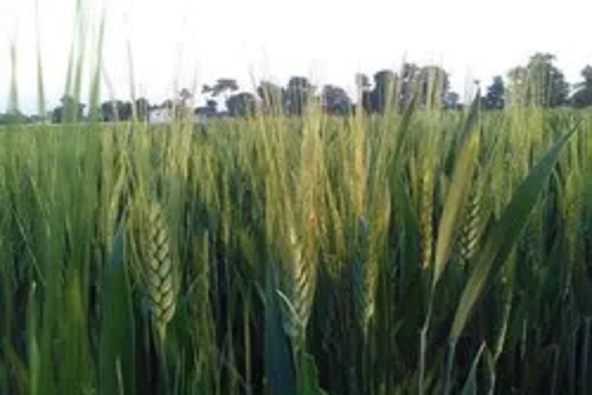 pusa tejas veriety of wheat crop
