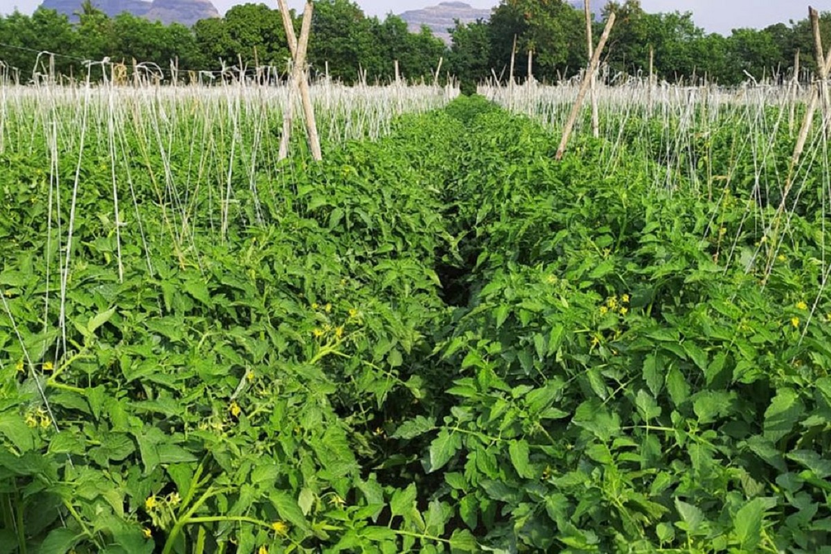 tomato crop insect management