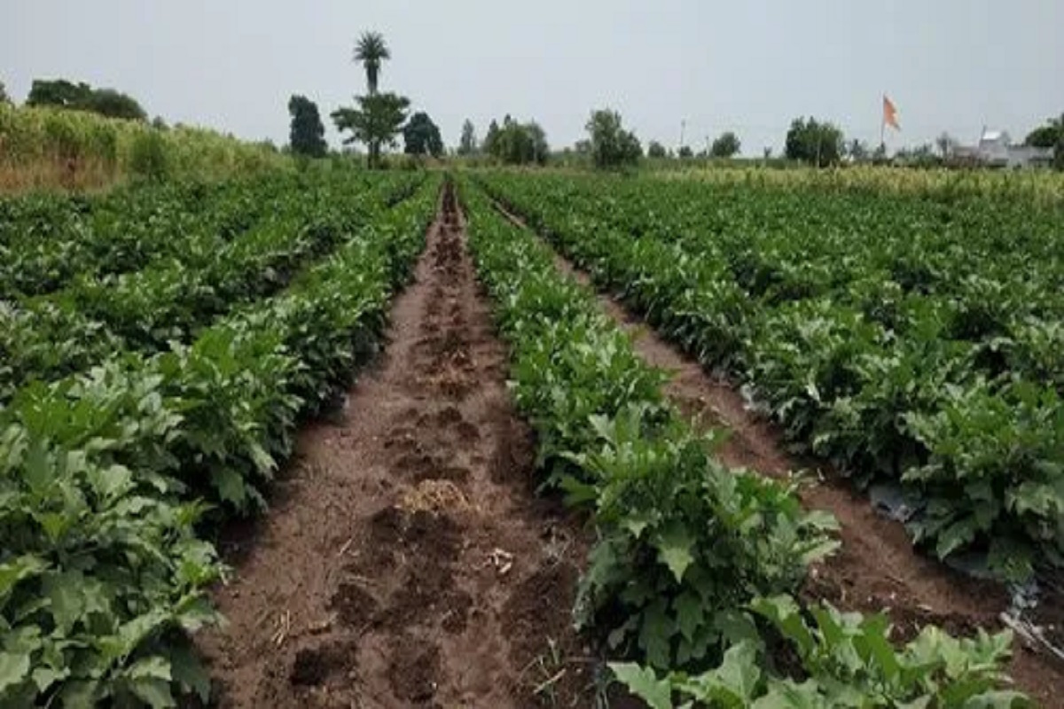 insect management in brinjal crop