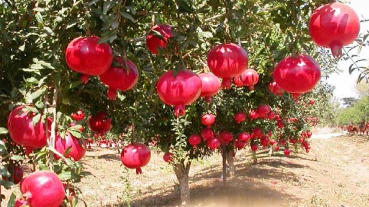 Theft pomegranates worth 4 lakhs