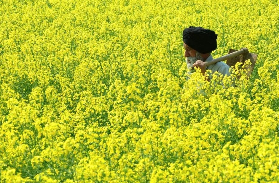 GEAC approves commercial cultivation of GM mustard