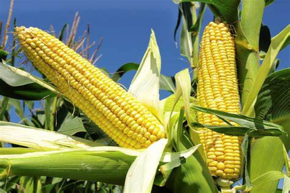 corn market rate update