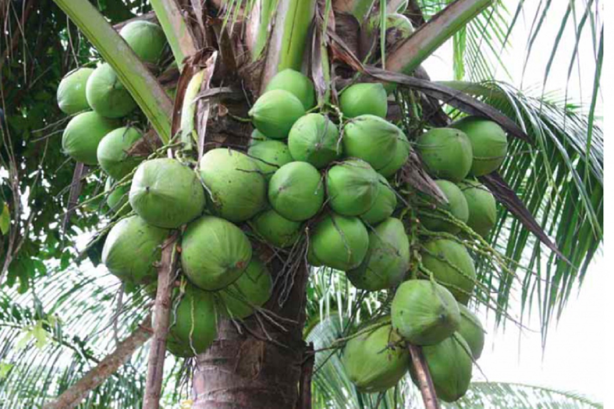 insect management in coconut farming