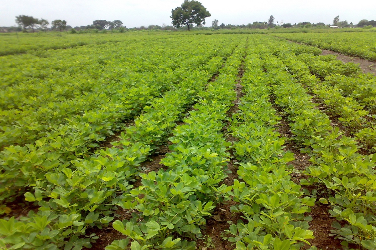 fertilizer management of groundnut crop