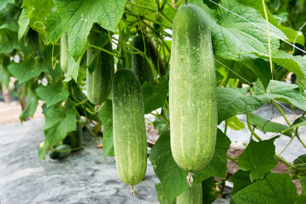cucumber crop veriety update