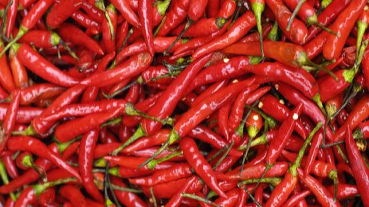 Red Chilli rate increase