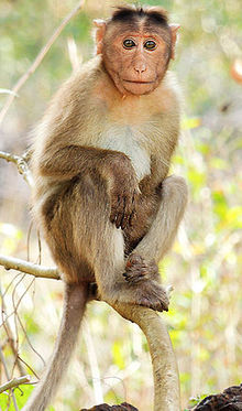 माकड शेतात त्रास देतात या समस्येवर अतिशय सुंदर आणि परवडणारा उपाय