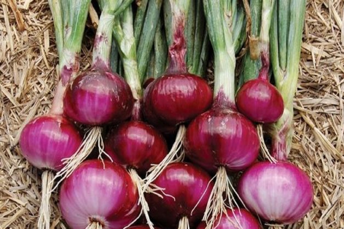 onion crop management