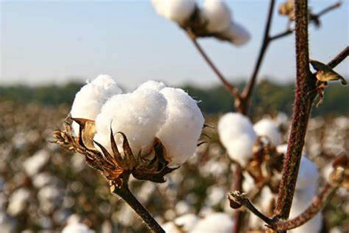 cotton rate situation in international market